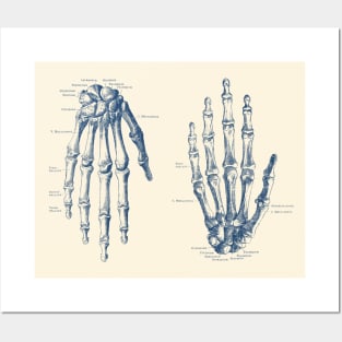 Double Hand Skeletal Diagram - Vintage Anatomy Print Posters and Art